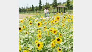 활짝 핀 해바라기밭 산책