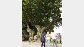 폭염에도 위풍당당한 영동군 ‘독립군 나무’