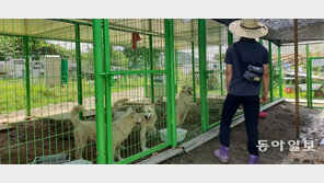 말복, 개를 지켜라… 개장수와 전쟁