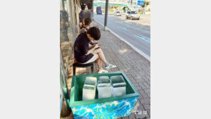 [고양이 눈]너 더위? 나 얼음!