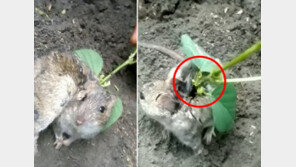 [영상]살아있는 들쥐 등에서 식물이 ‘쑥쑥’…이게 어찌된 일?
