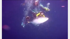 멸종위기 고래상어 등에 올라탄 무개념 스쿠버다이버들 체포 