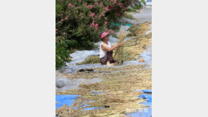 백일홍 나무 아래서 참깨 말리기