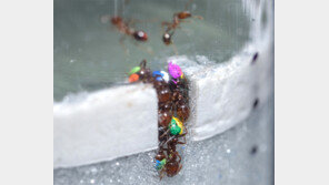 교통체증 등 병목현상 해결법?… 개미는 알고있다