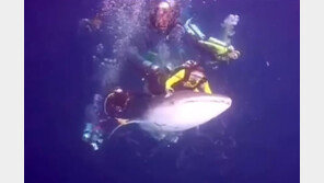 고래상어 괴롭힌 다이버들 체포