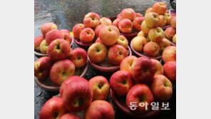 올 추석 제사상에 대과 보기 힘들다…가격도 20~30% 오를 듯