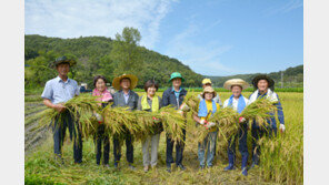 괴산서 추석 출하용 벼베기