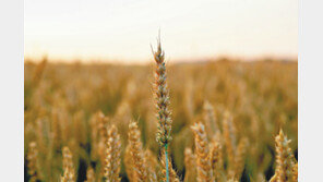 밀 알레르기 없이… 짜장면-빵 마음껏 먹자!