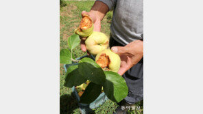 땡볕에 덴 사과 구멍 숭숭… 추석 한달앞 ‘숯덩이 농심’