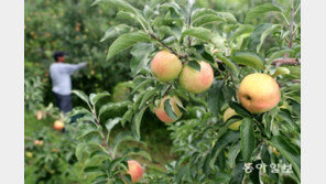 “추석용 사과, 폭염에 누렇게 타고 있다…올해 농사는 포기해야 하는 셈”