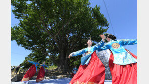 ‘이산의 아픔’ 볼음도 은행나무 70년만에 제례 복원