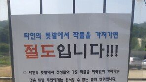 “폭염 견뎌가며 키운 채소인데…” 텃밭 서리에 우는 도시 농부들