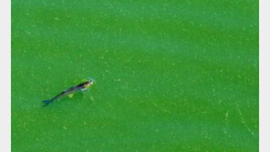 조류경보 발령 지점 정수장 35곳, 수돗물 안전…‘녹조라떼’ 낙동강도?