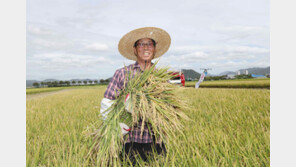 부산지역 첫 벼 수확