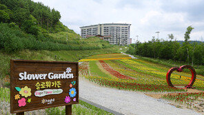 하이원 리조트, 대규모 야생화 정원 ‘슬로워 가든’ 오픈