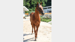 차세대 국산마 강자를 찾아라