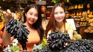 씨 없고 당도 높은 ‘블랙 사파이어’ 포도