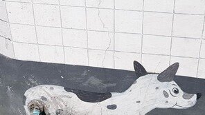 [고양이 눈]작은 웃음