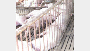 中여행객 축산물서 유전자 검출된 아프리카 돼지열병은? “돼지 치사율 100%”