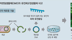 유전체교정 시금치로 만든 파스타, 식탁에 오를까?