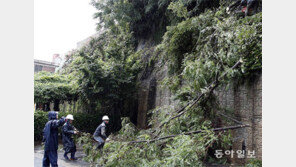 쓰러진 나무 긴급 제거