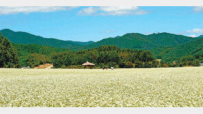 “가을의 문턱, 평창 메밀꽃밭으로 오세요”