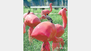 [고양이 눈]진짜와 가짜