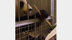 앞발로 붓 쥐고 그림 그리는 판다 화제…앤디 워홀 버금? 