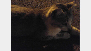 '손떨방'을 켜도 흔들리는 사진… 무엇이 문제일까?