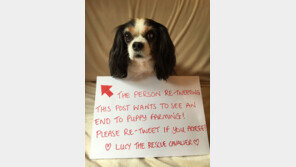 ‘강아지 농장 금지’ 루시의 꿈, 5년만에 이루어지다