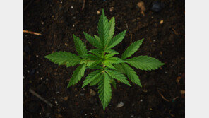 레바논에선 ‘대마초’가 인생 역전 로또? “불법인 줄 알지만…”