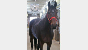 3세마 강자 문학치프 vs 5연승 신화 가을의전설