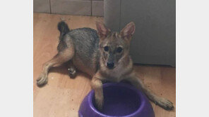 유기견 5마리 4개월 키웠는데…뭔가 이상해 확인해 보니 맹수 ‘자칼’ 