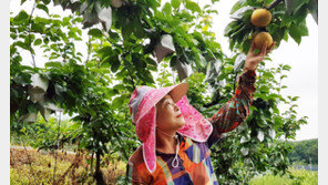 폭염 피해에 근심 어린 농심