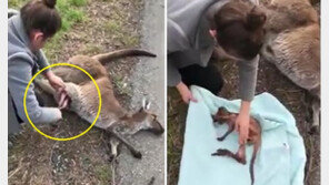 도로 위 캥거루 사체, 차 세우고 접근해보니…주머니 속 새끼 꿈틀