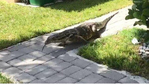 美人 집 마당에  몸길이 2m 도마뱀 출몰…애완용 이라고?