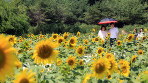 활짝 핀 해바라기