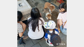 [고양이 눈]강아지 보는 강아지