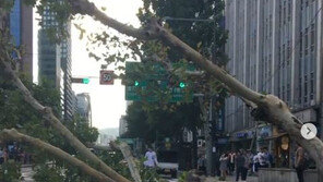 폭우로 광화문 인근 차로 가로수 쿵…“조금만 빨랐으면 사망할 뻔”