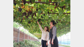 옥천 포도터널 열매 주렁 주렁