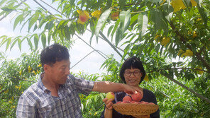 전남 유기농 과수농가 증가세… 판매망 확대 시급