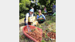 탐스러운 햇밤 수확