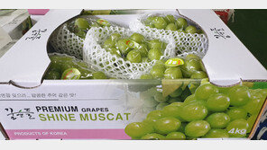 아삭한 식감과 머스캣 향… 동남아 입맛 잡은 김천포도