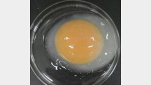 [퇴근길 과학] 암·간염 치료에 효과…‘금보다 비싼 달걀 낳는 닭’ 만드는 데 성공