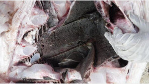 컵·가방·포장재…고래상어 사체서 발견된 ‘플라스틱 쓰레기’ 충격