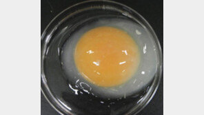 ‘1개 30억짜리 알’ 낳는 닭 만들었다