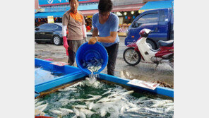 가을의 길목에… 강화도 포구에서 만나는 전어와 대하