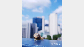 [고양이 눈]가을 손님