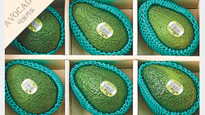 “색다른 추석선물, 아보카도 어때요”