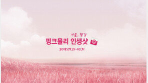 핑크뮬리 가을꽃축제, 평강랜드 ‘핑크뮬리 인생샷’ 행사 개최